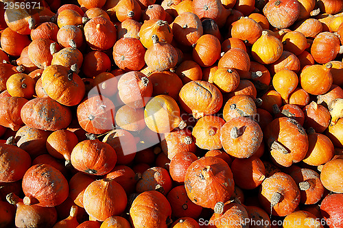 Image of Pumpkins