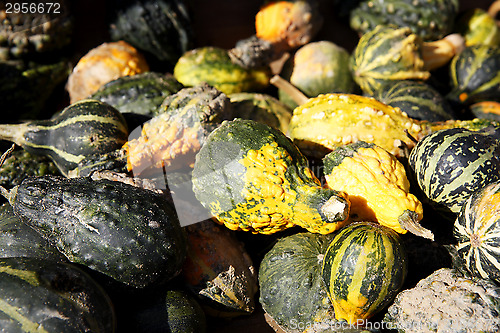 Image of Pumpkins