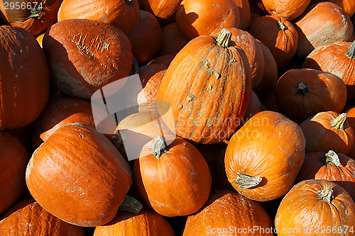 Image of Pumpkins