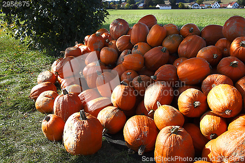 Image of Pumpkins