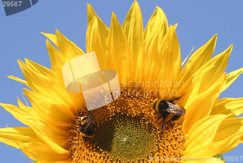 Image of sunflower