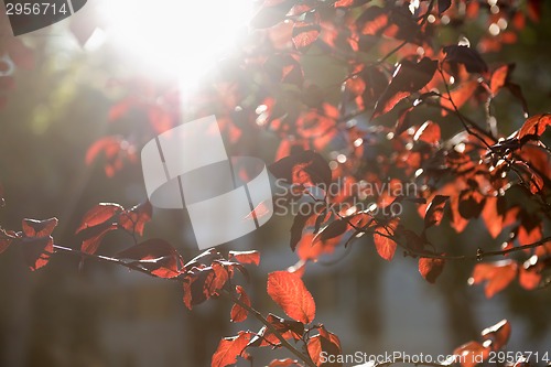 Image of Colorful background of autumn leaves