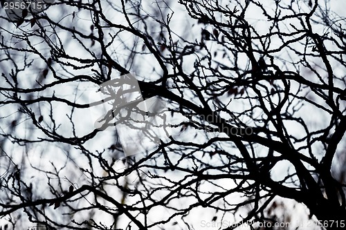 Image of Abstract hoto of some winter branches
