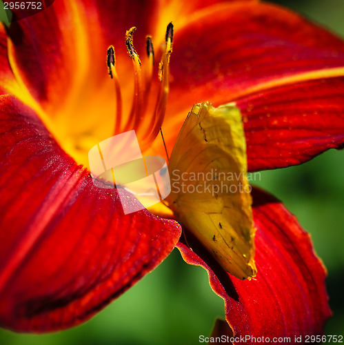 Image of Cloudless Sulphur Phoebis Sennae