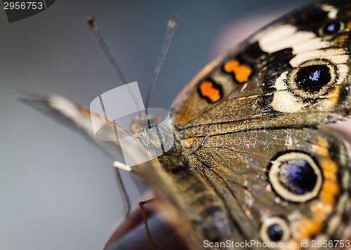 Image of Common Buckeye Junonia Coenia