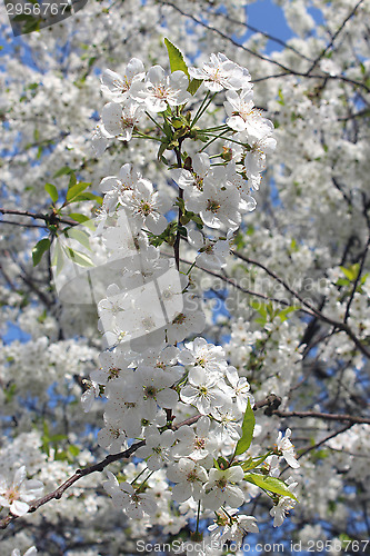Image of a lot of flowers of blossoming cherry