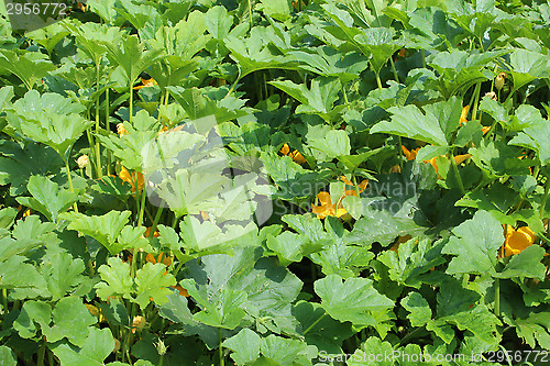 Image of planting of squashes in the bed