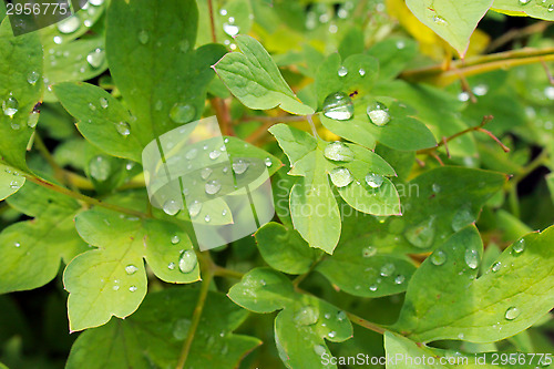 Image of transparent drops of water on the green leaves