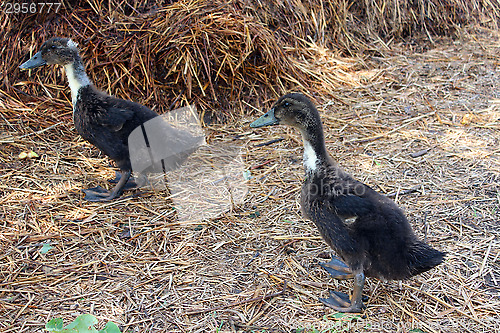 Image of Flight of two ducks