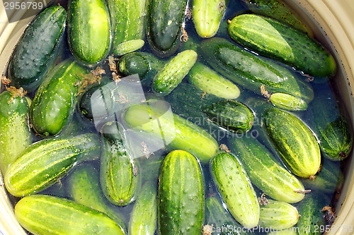 Image of Cucumbers prepared for preservation