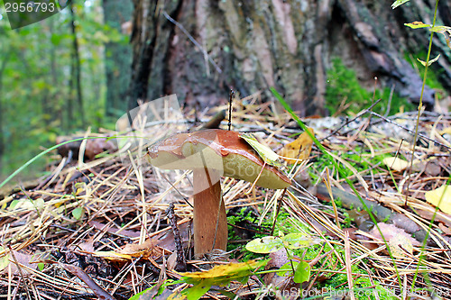 Image of nice mushroom of Suillus under the tree