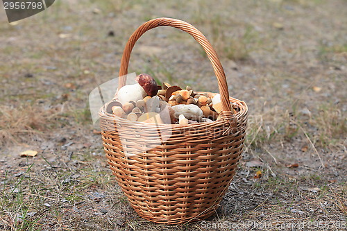 Image of edible mushrooms