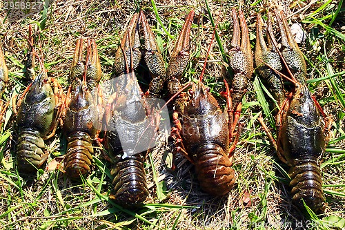 Image of river cancers on the grass