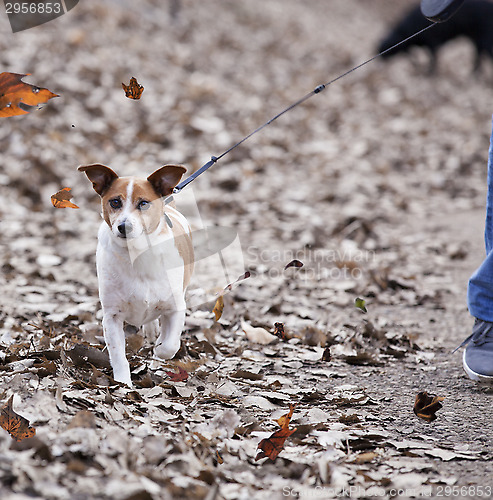 Image of Walking the Dog