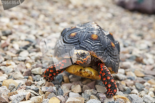 Image of Tortoise Outside