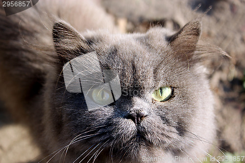 Image of muzzle of nice Persian cat