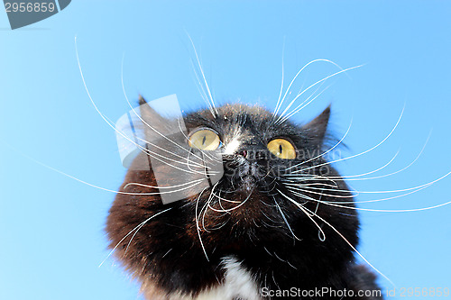 Image of black cat with white tie