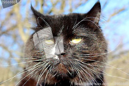 Image of evil muzzle of black cat