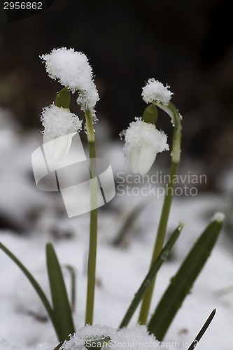 Image of snowdrops in snow