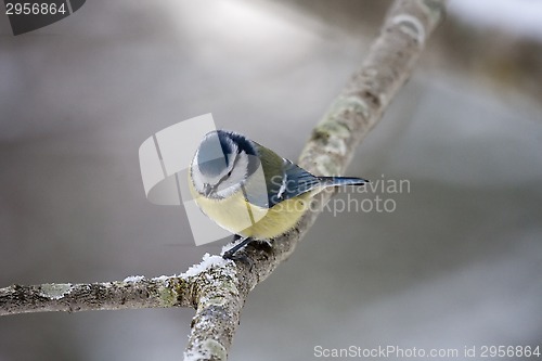 Image of blue tit