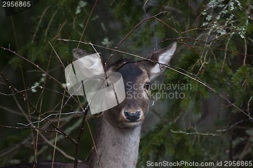 Image of fallow deer