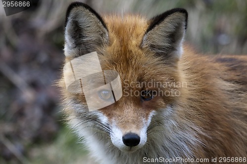 Image of fox head