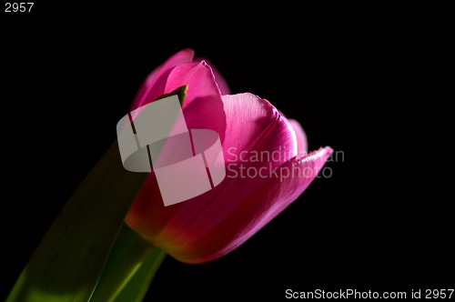 Image of Single tulip on black background