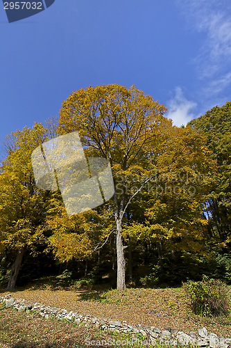 Image of Tree Autumn, Fall 