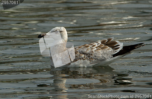 Image of Pallas's gull