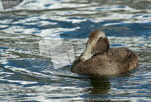 Image of Eider