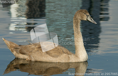 Image of Muted Swan