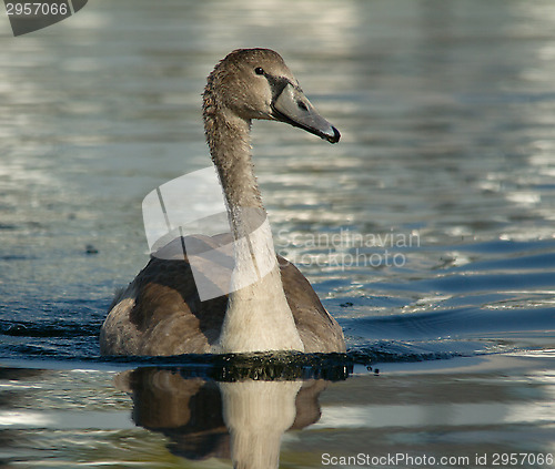 Image of Muted Swan