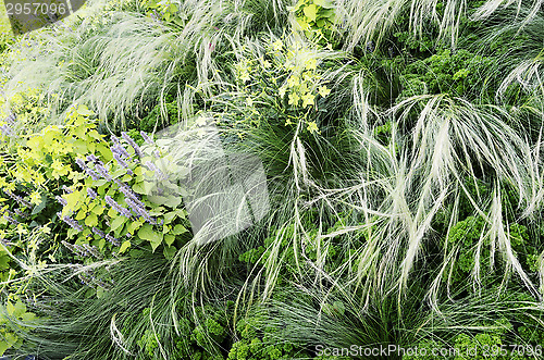 Image of floral background, garden flowerbed with flowers and grass