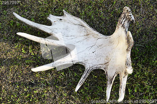 Image of discarded moose antlers on the grass