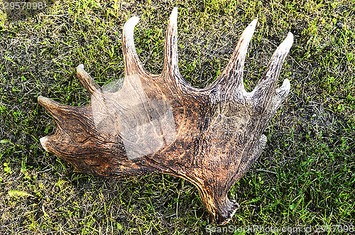 Image of discarded moose antlers on the grass