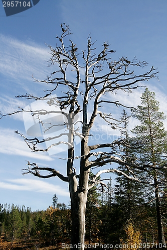 Image of Dead pine