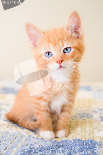 Image of Cute orange kitten sitting on a blue and yellow quilt