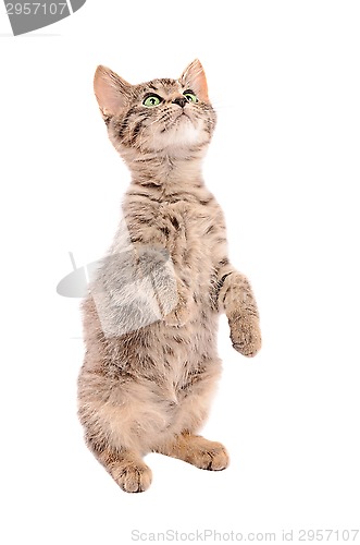 Image of Brown tabby kitten standing on two feet 