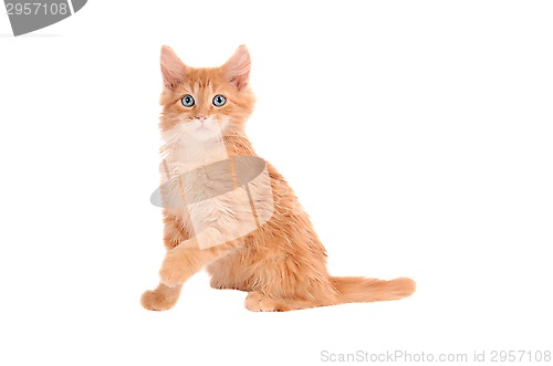 Image of Orange kitten with shocked expression