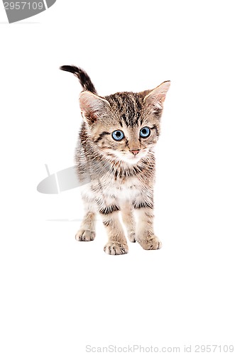 Image of Cute Tabby Kitten with Blue Eyes