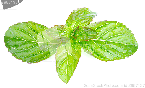 Image of Lemon Balm