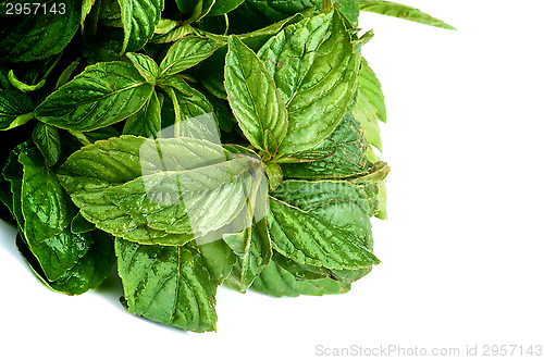 Image of Lemon Balm