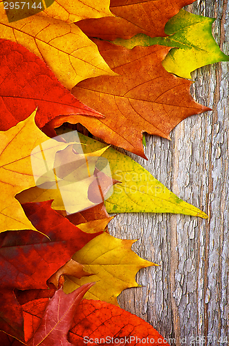 Image of Frame of Autumn Leafs