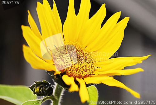 Image of sunflower