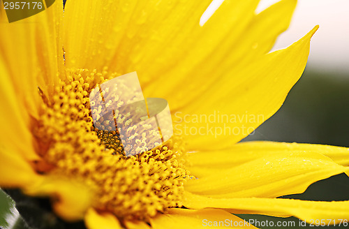 Image of sunflower closeup