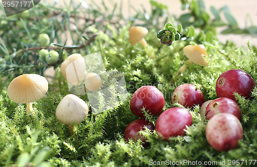 Image of Cranberries