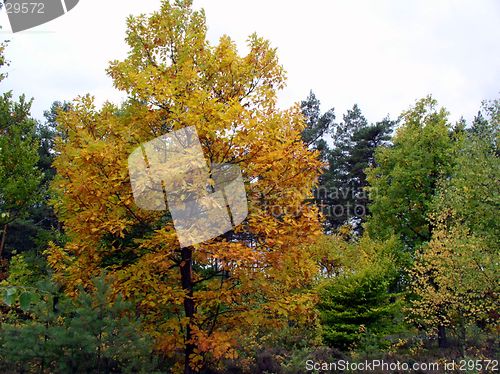 Image of autumn woods