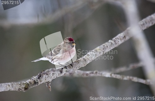 Image of common redpoll