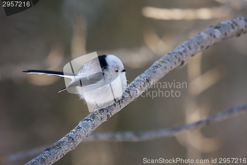 Image of long tailed tit