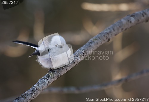 Image of long tailed tit